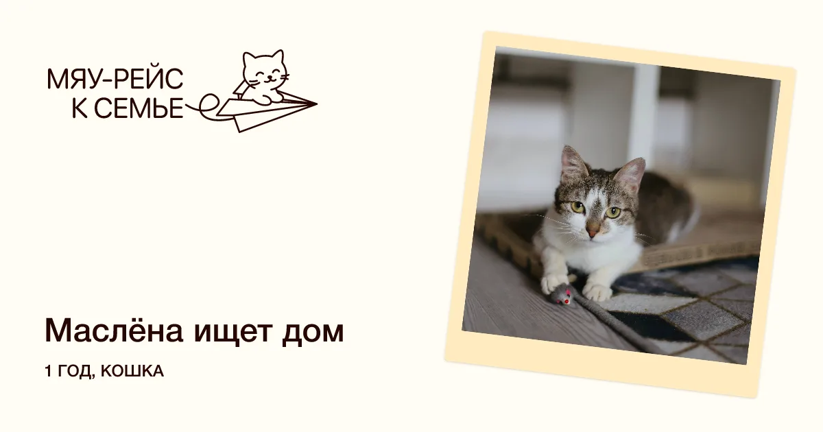 Кошка Маслёна, кошка, Meow Family, Москва. Фото 1 из 3.