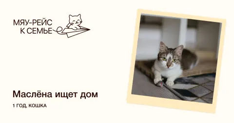 Маслёна — кошка Около 1 года, Москва