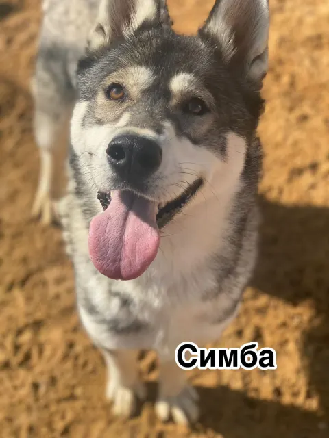 Симба — собака, Москва