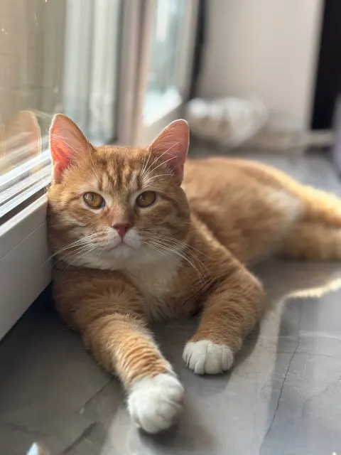 Шеф — кошка, Москва