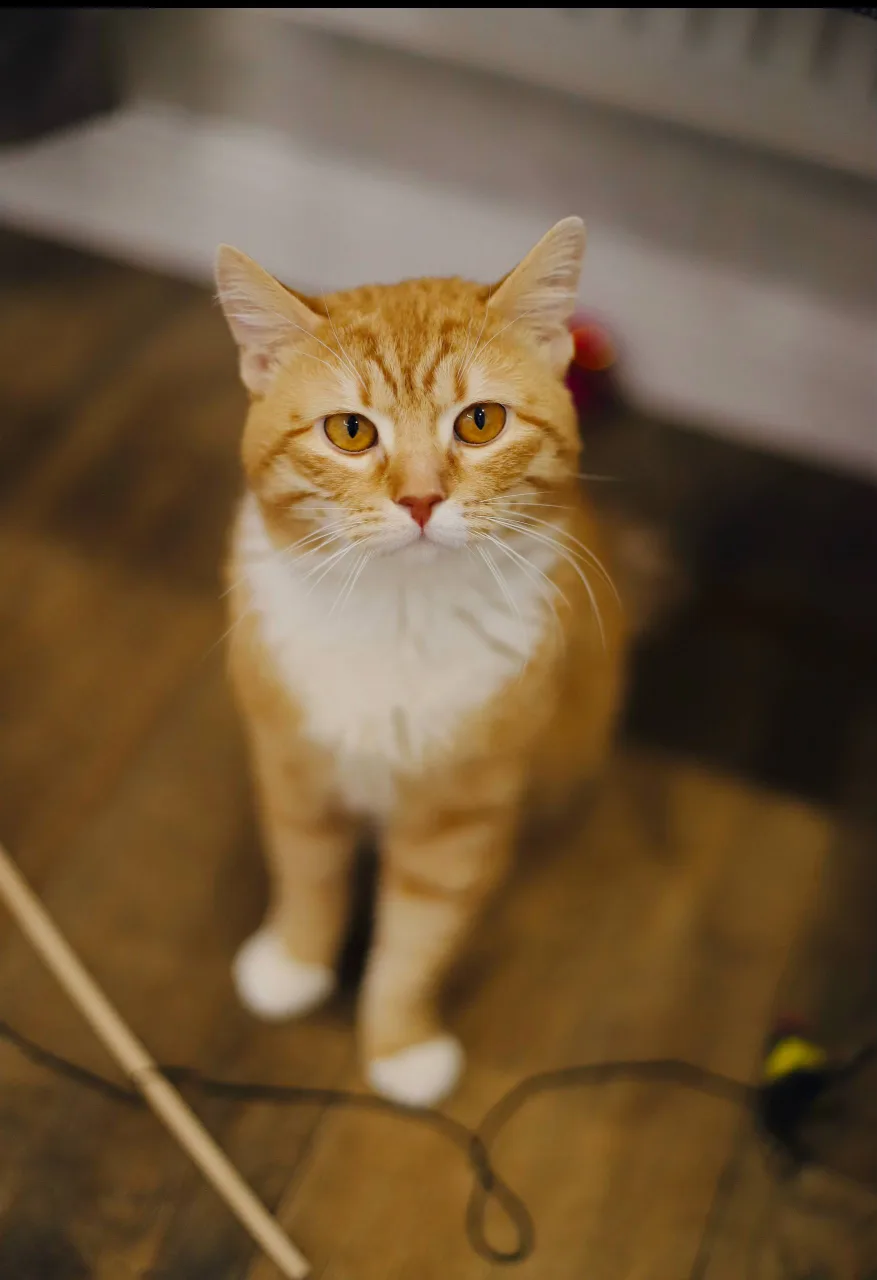 Кошка Шеф, кот, Meow Family, Москва. Фото 2 из 3.