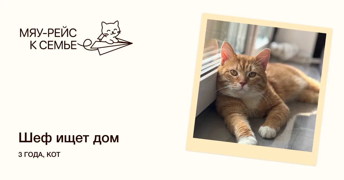 Кошка Шеф, кот, Meow Family, Москва. Фото 1 из 3.