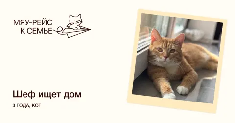 Шеф — кошка Около 3 лет, Москва