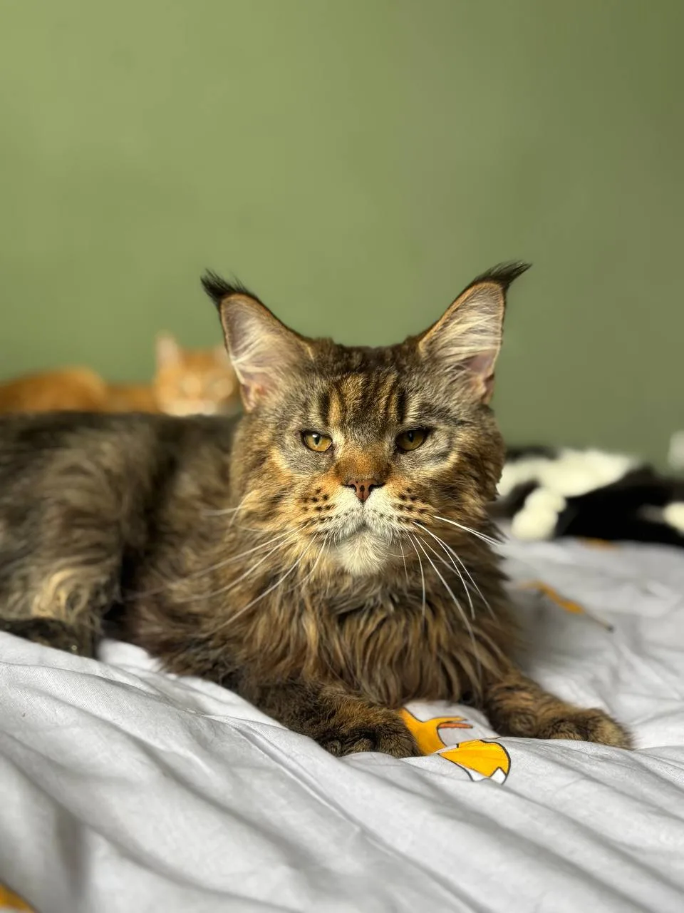 Кошка Хачапури, кот, Meow Family, Москва. Фото 2 из 2.