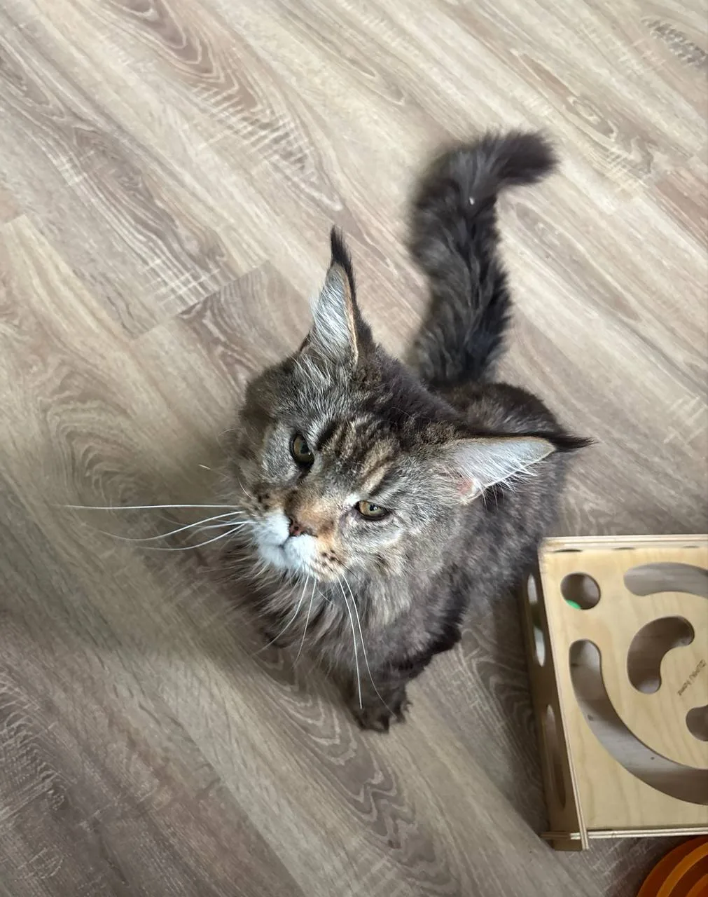 Кошка Хачапури, кот, Meow Family, Москва. Фото 1 из 2.