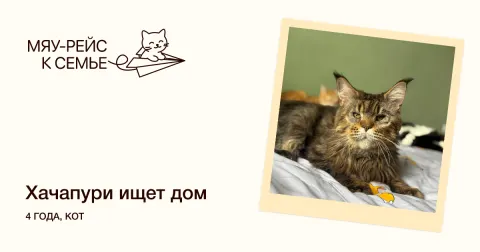 Хачапури — кошка Около 4 лет, Москва