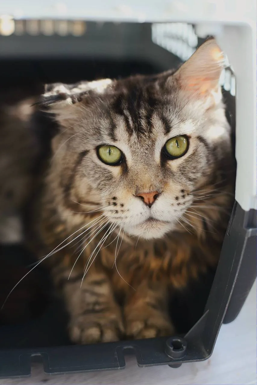 Кошка Эскимо, кот, Meow Family, Москва. Фото 2 из 4.