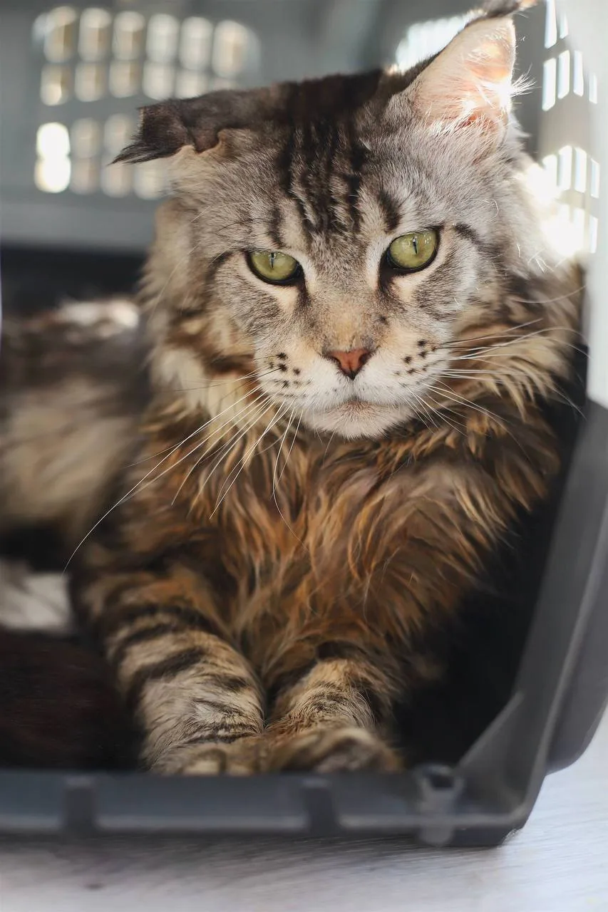Кошка Эскимо, кот, Meow Family, Москва. Фото 3 из 4.