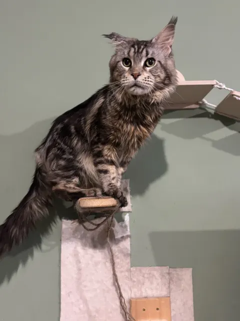 Эскимо — кошка, Москва