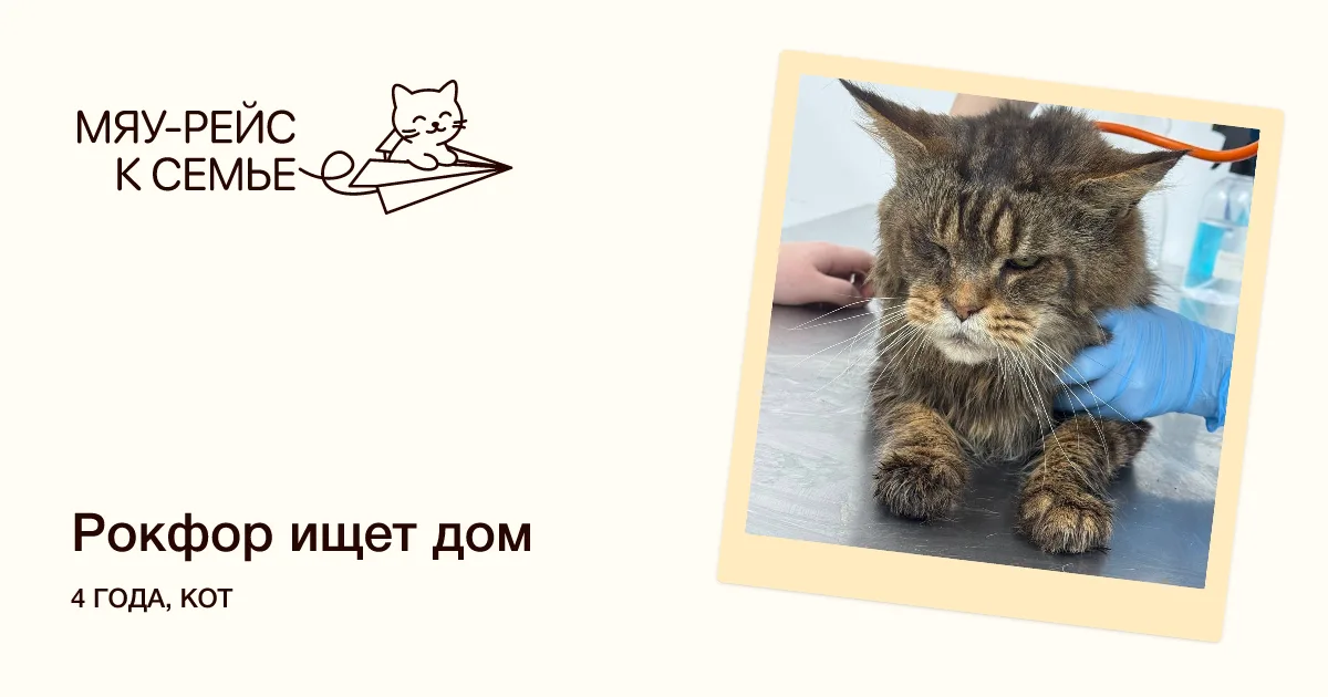Кошка Рокфор, кот, Meow Family, Москва. Фото 1 из 12.