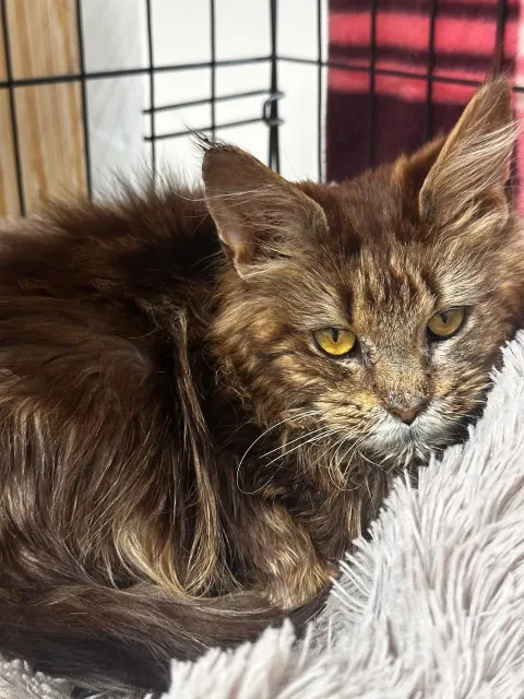 Моцарелла — котёнок 8 месяцев, Москва