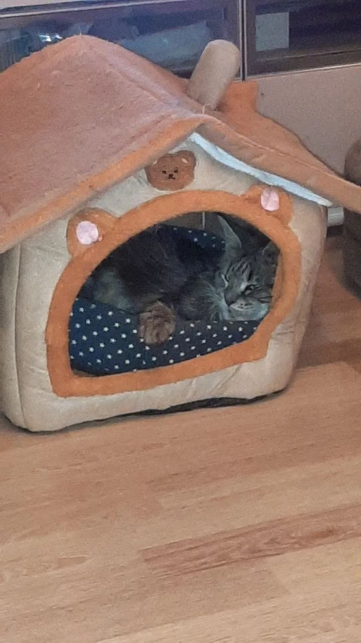 Котенок Моцарелла, кошка, Meow Family, Москва. Фото 3 из 6.