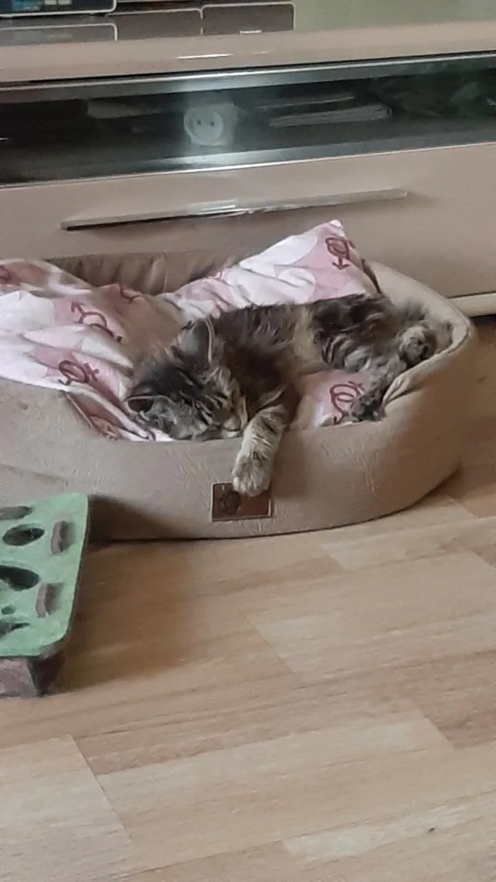 Котенок Моцарелла, кошка, Meow Family, Москва. Фото 4 из 6.