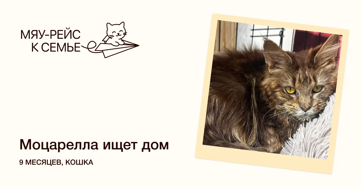 Котенок Моцарелла, кошка, Meow Family, Москва. Фото 1 из 7.