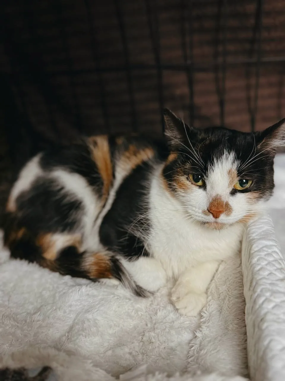 Кошка Буханка, кошка, Meow Family, Москва. Фото 1 из 3.