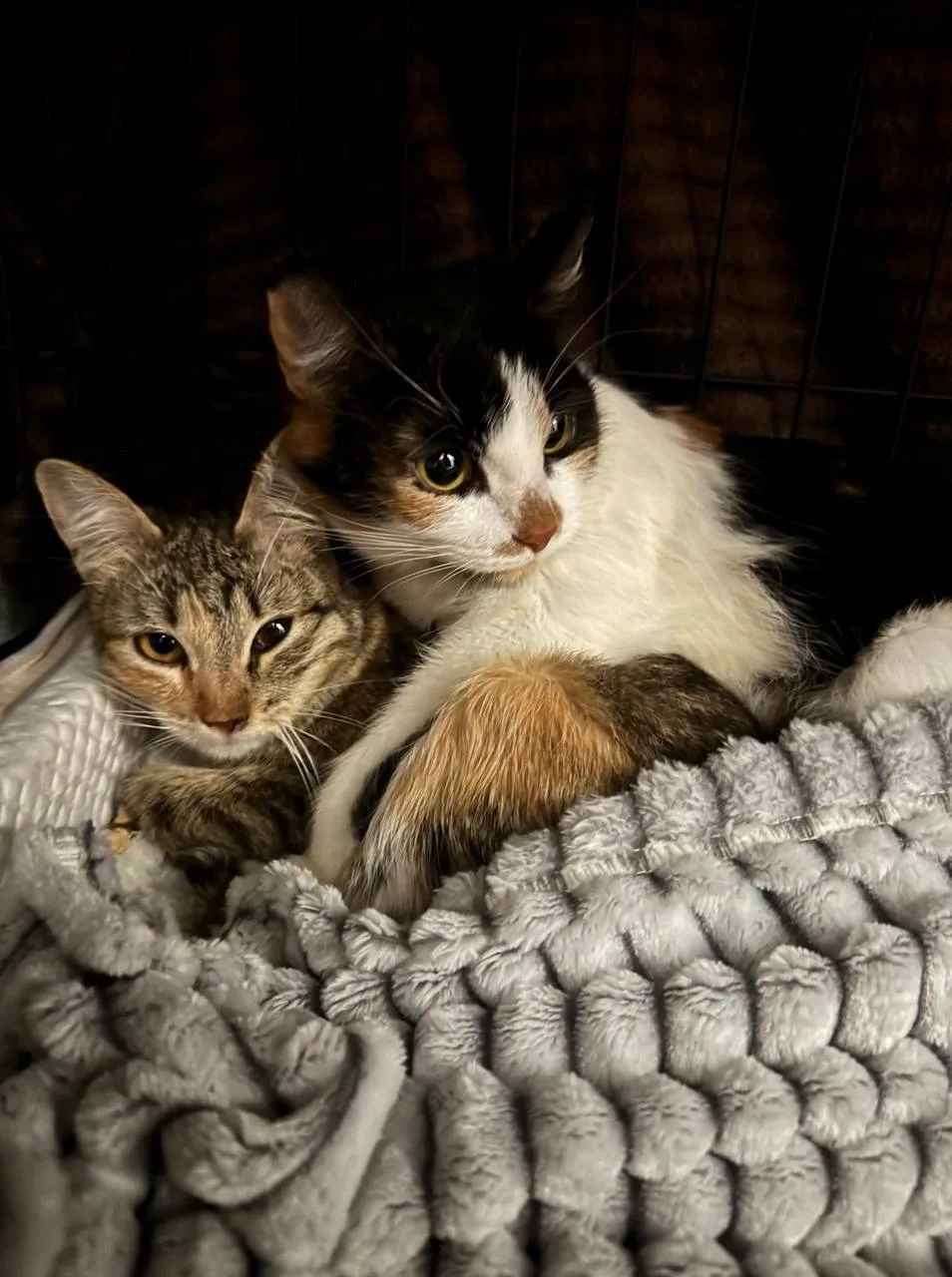 Кошка Буханка, кошка, Meow Family, Москва. Фото 2 из 3.