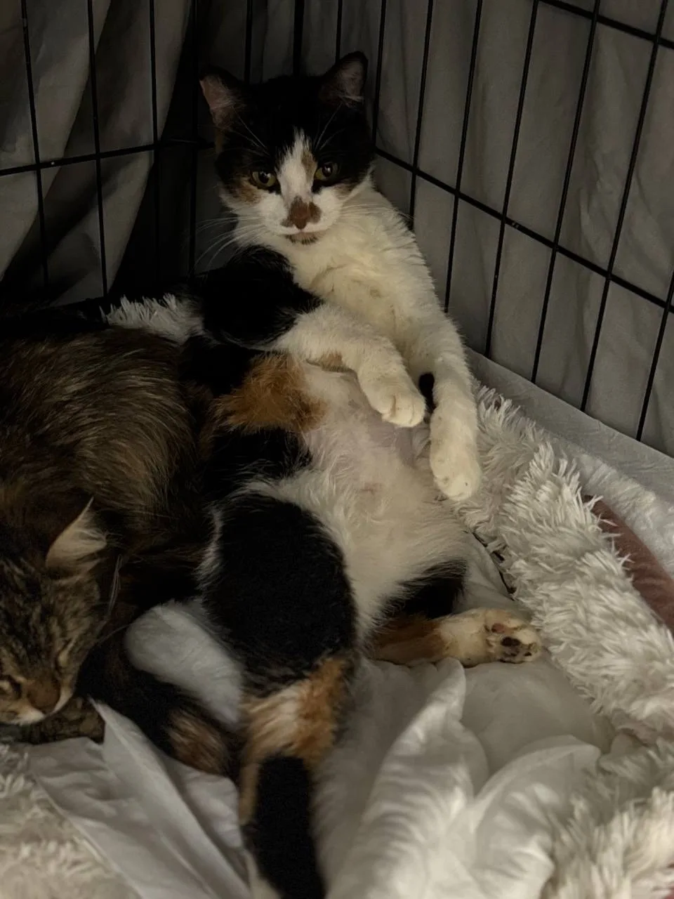Кошка Буханка, кошка, Meow Family, Москва. Фото 3 из 3.