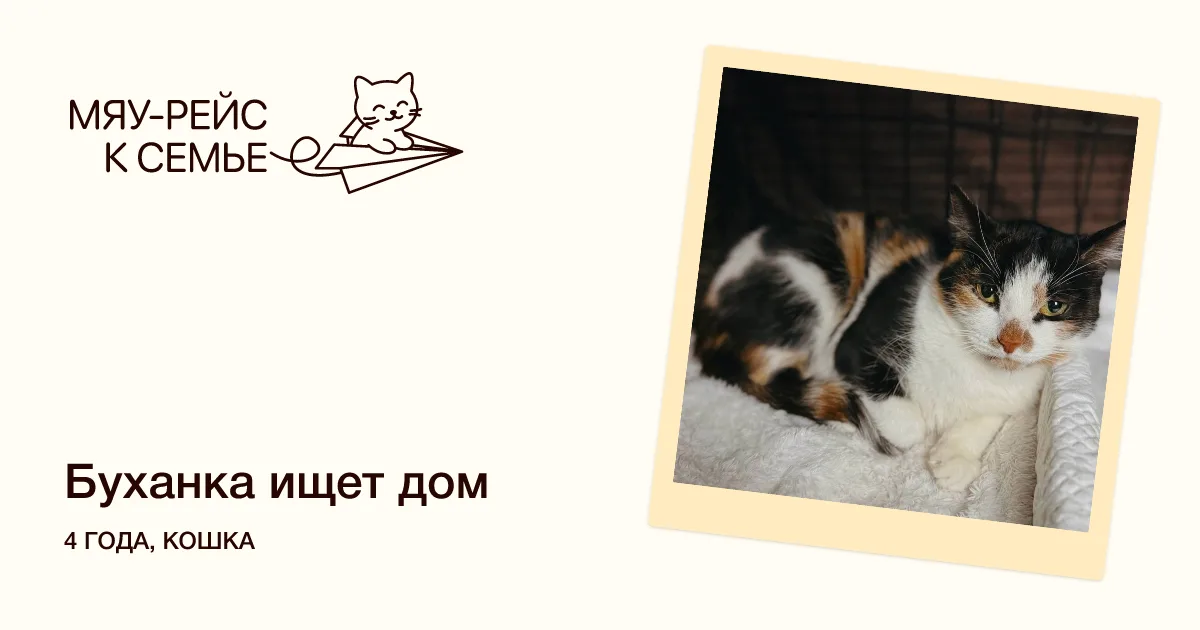 Кошка Буханка, кошка, Meow Family, Москва. Фото 1 из 4.