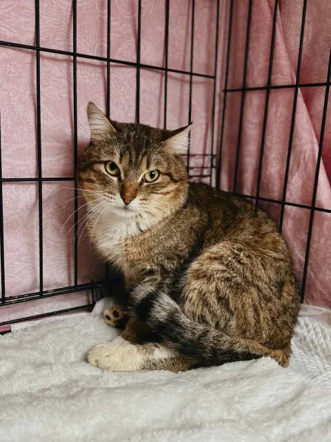 Чапати — кошка, Москва