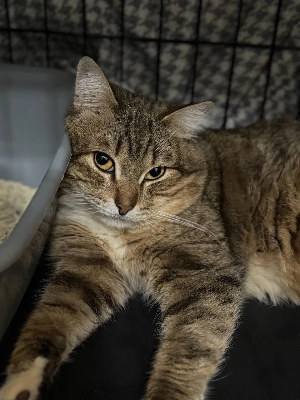 Кошка Чапати, кот, Meow Family, Москва. Фото 2 из 3.