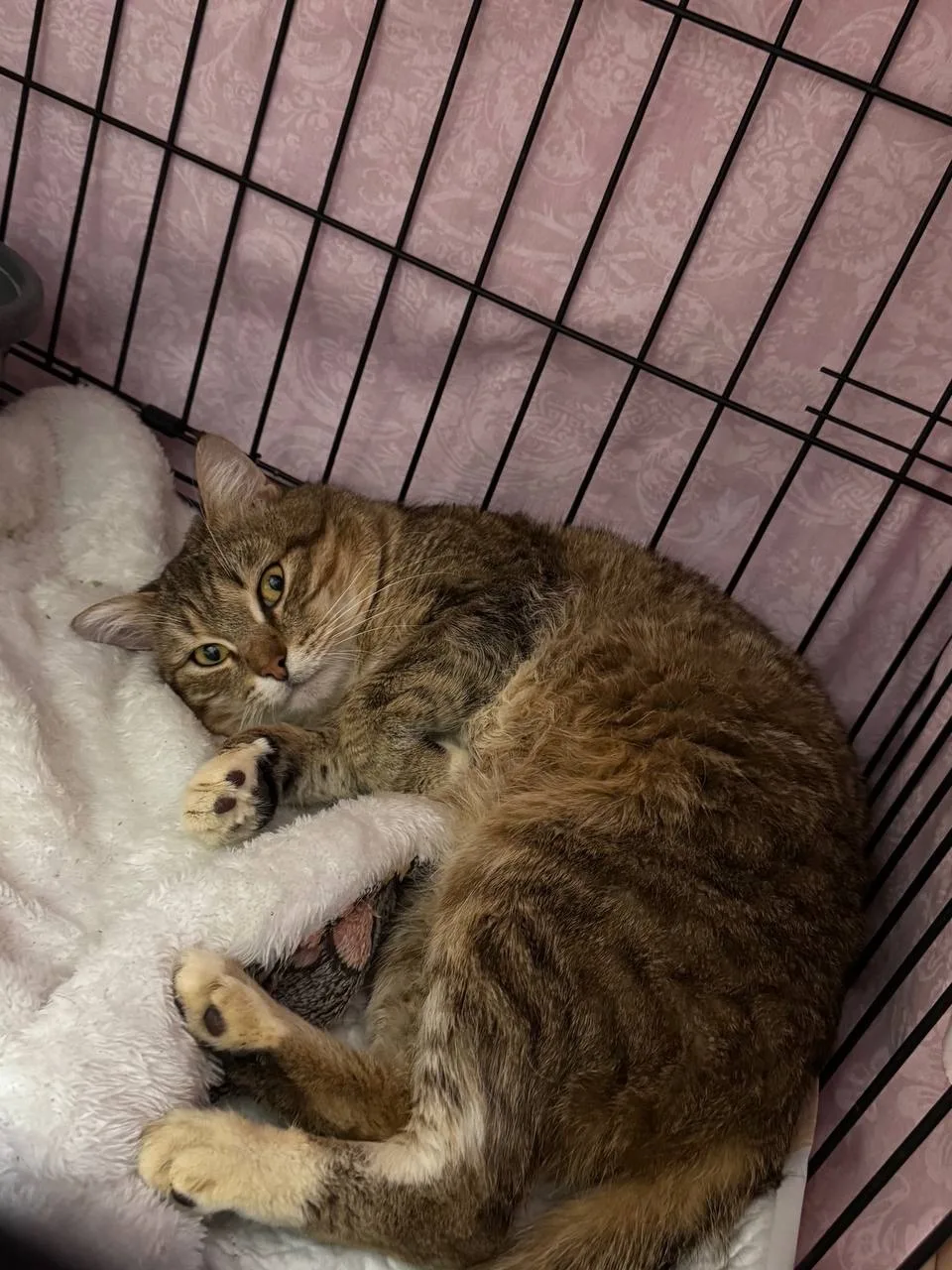 Кошка Чапати, кот, Meow Family, Москва. Фото 3 из 3.