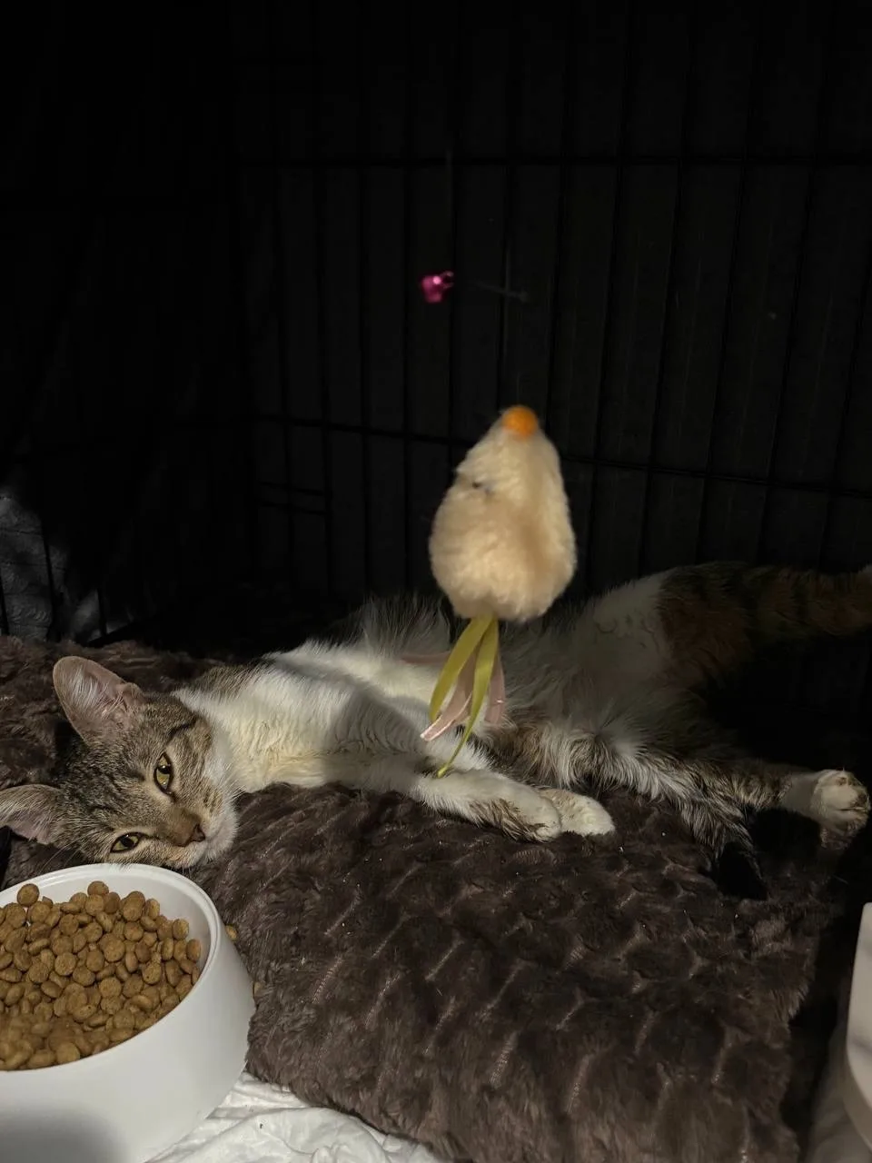Котенок Милкшейк, кот, Meow Family, Москва. Фото 3 из 5.