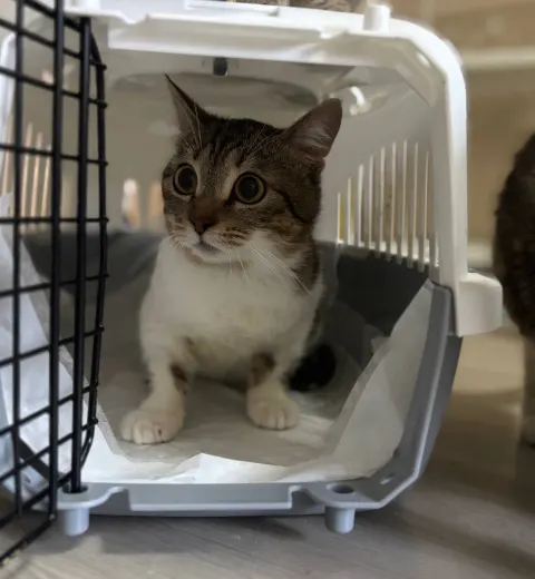 Милкшейк — котёнок 10 месяцев, Москва