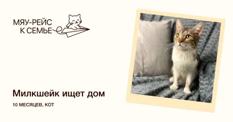 Милкшейк — кошка Около 1 года, Москва