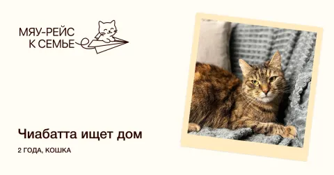 Чиабатта — кошка Около 2 лет, Москва