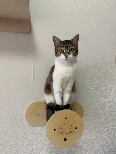 Сгущенка — кошка, Москва