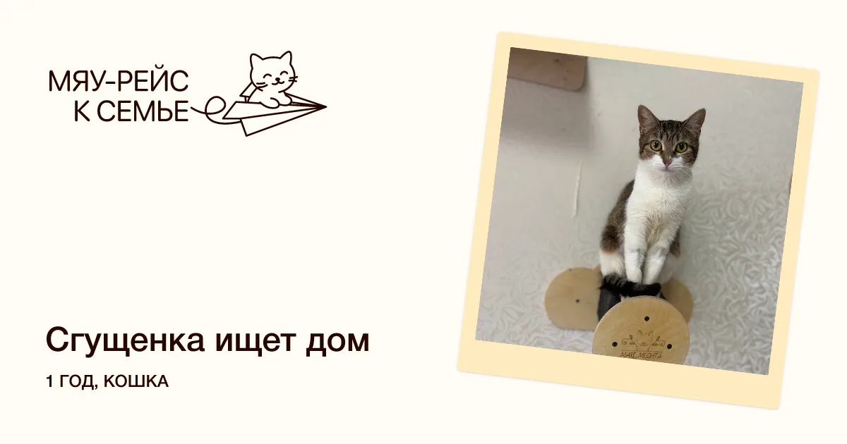 Кошка Сгущенка, кошка, Meow Family, Москва. Фото 1 из 2.