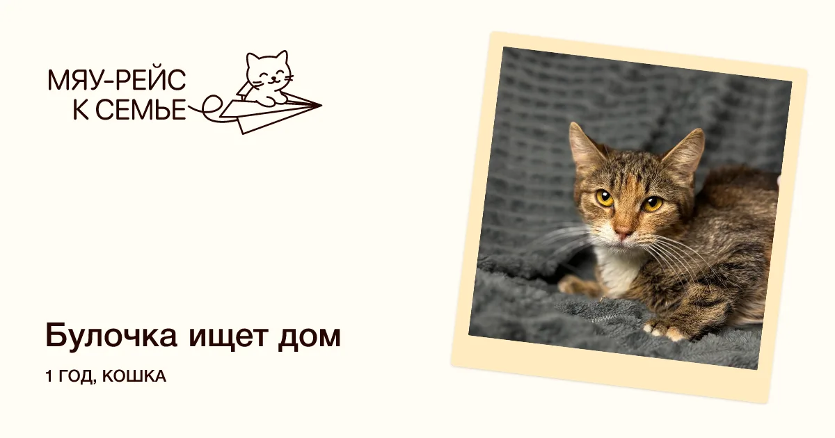 Кошка Булочка, кошка, Meow Family, Москва. Фото 1 из 2.