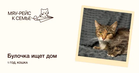 Булочка — кошка Около 1 года, Москва
