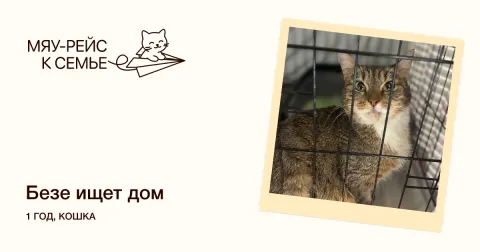 Безе — кошка Около 2 лет, Москва