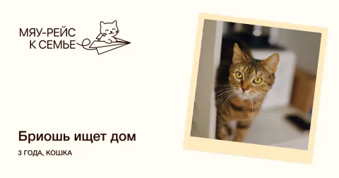 Бриошь — кошка Около 3 лет, Москва