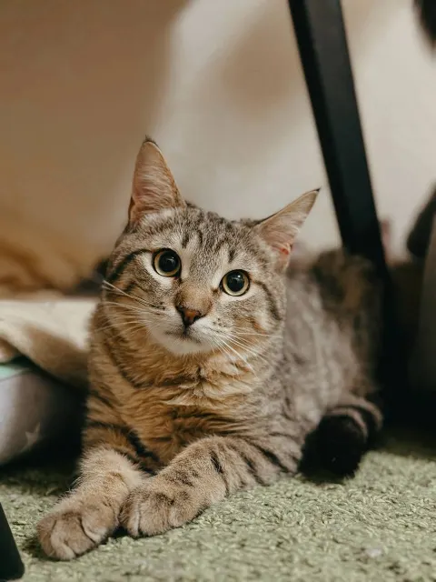 Мускат — кошка, Москва