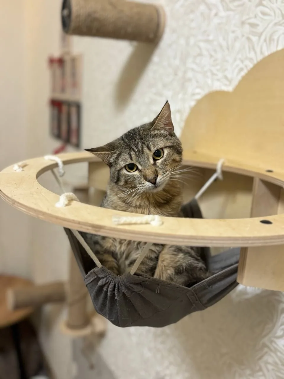 Кошка Мускат, кот, Meow Family, Москва. Фото 2 из 3.