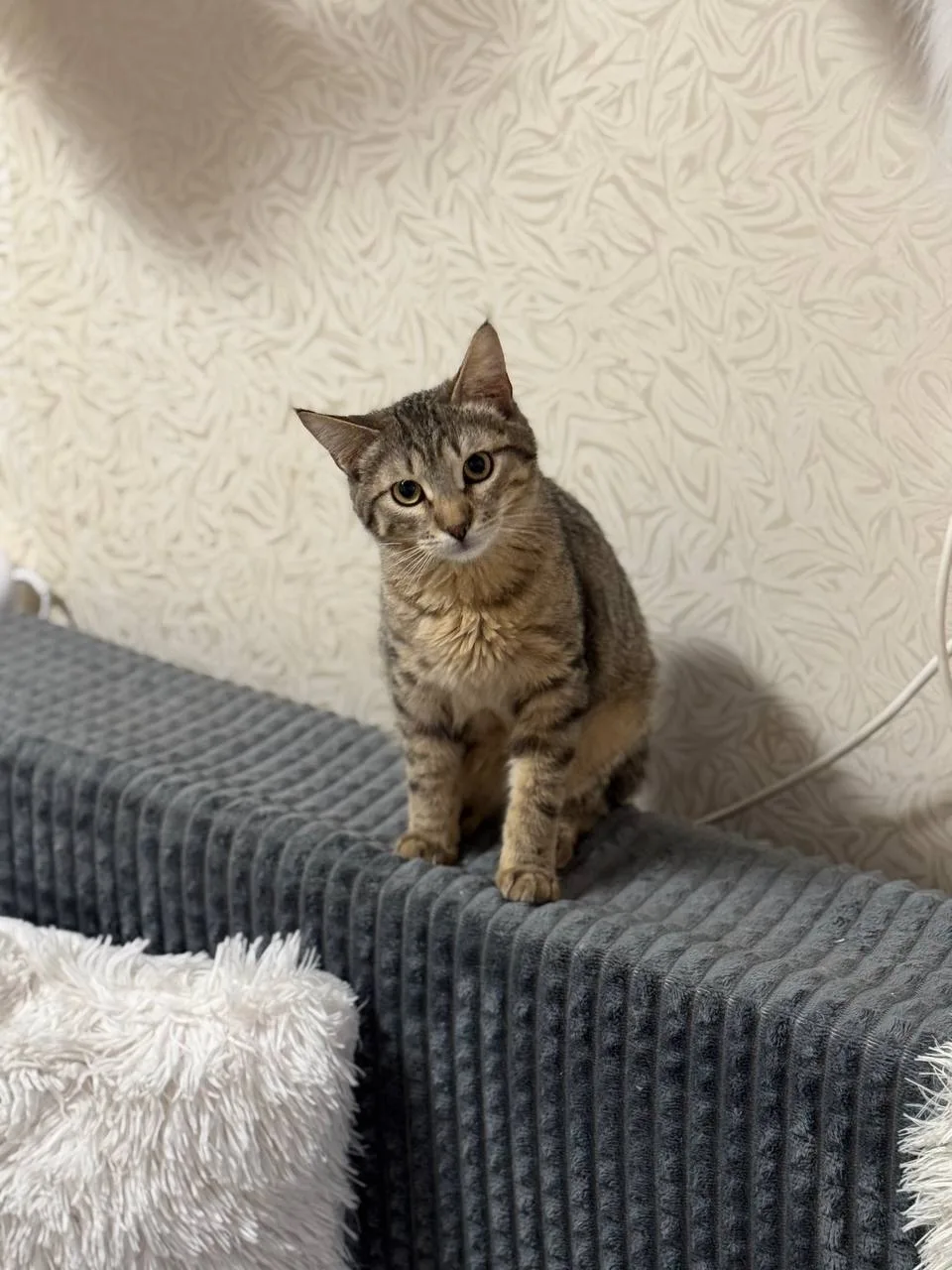 Кошка Мускат, кот, Meow Family, Москва. Фото 3 из 3.