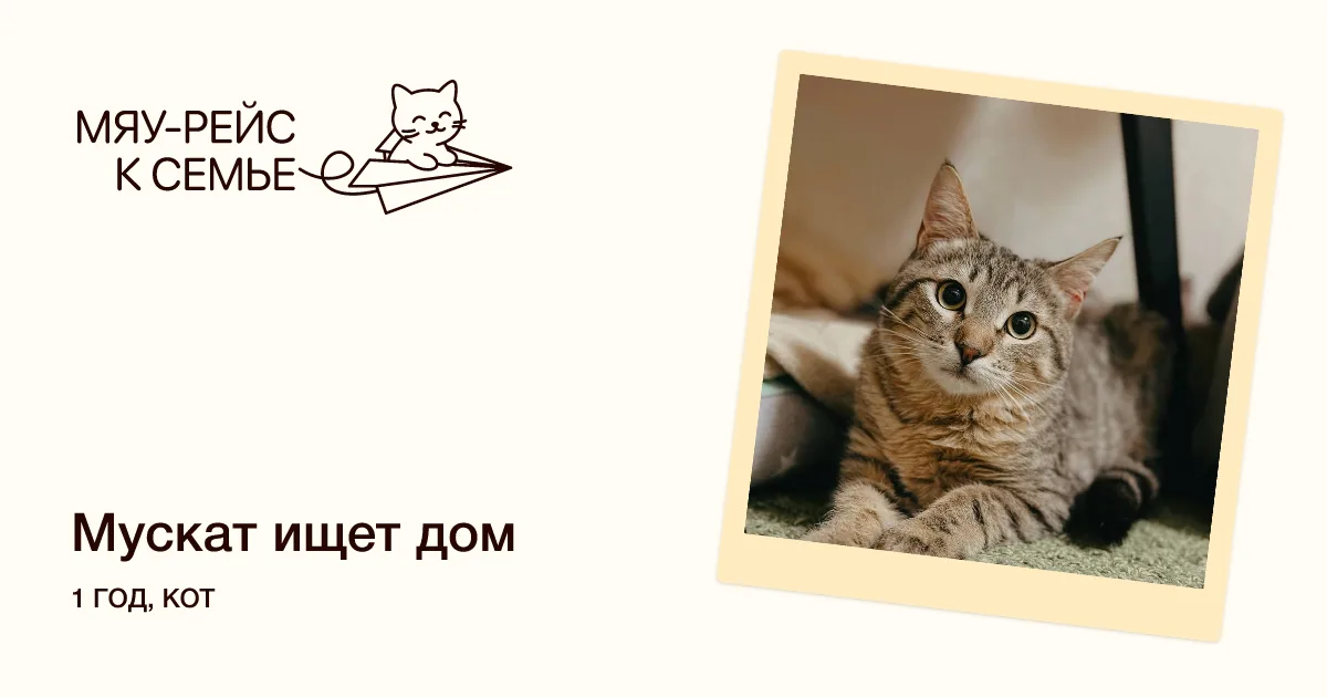 Кошка Мускат, кот, Meow Family, Москва. Фото 1 из 4.