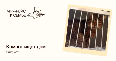 Компот — кошка Около 7 лет, Москва