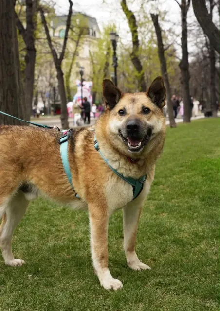 Фидель — собака Около 6 лет, Москва