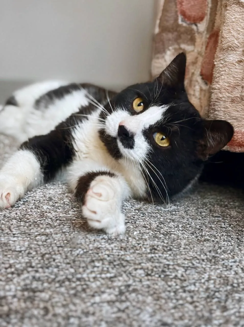 Кошка Маре, кот, Meow Family, Москва. Фото 2 из 5.