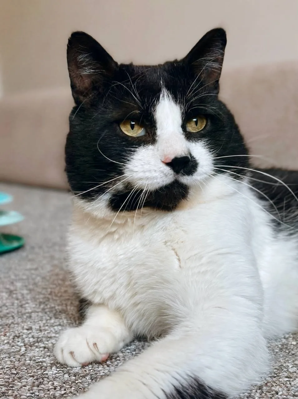 Кошка Маре, кот, Meow Family, Москва. Фото 3 из 5.