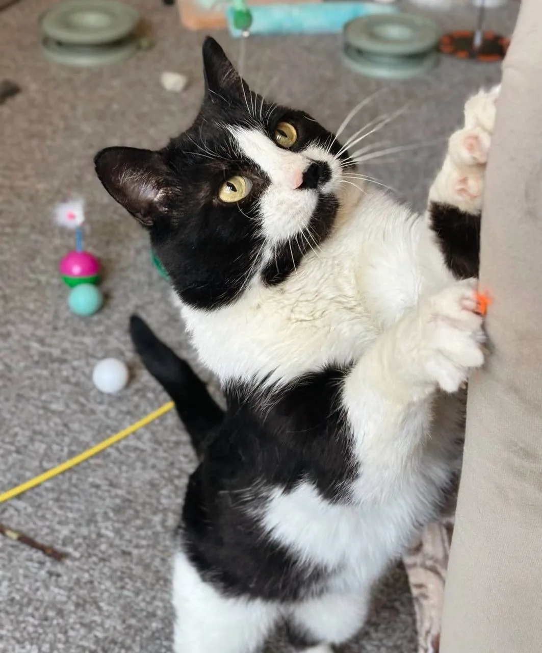 Кошка Маре, кот, Meow Family, Москва. Фото 1 из 5.