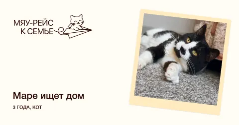 Маре — кошка Около 3 лет, Москва