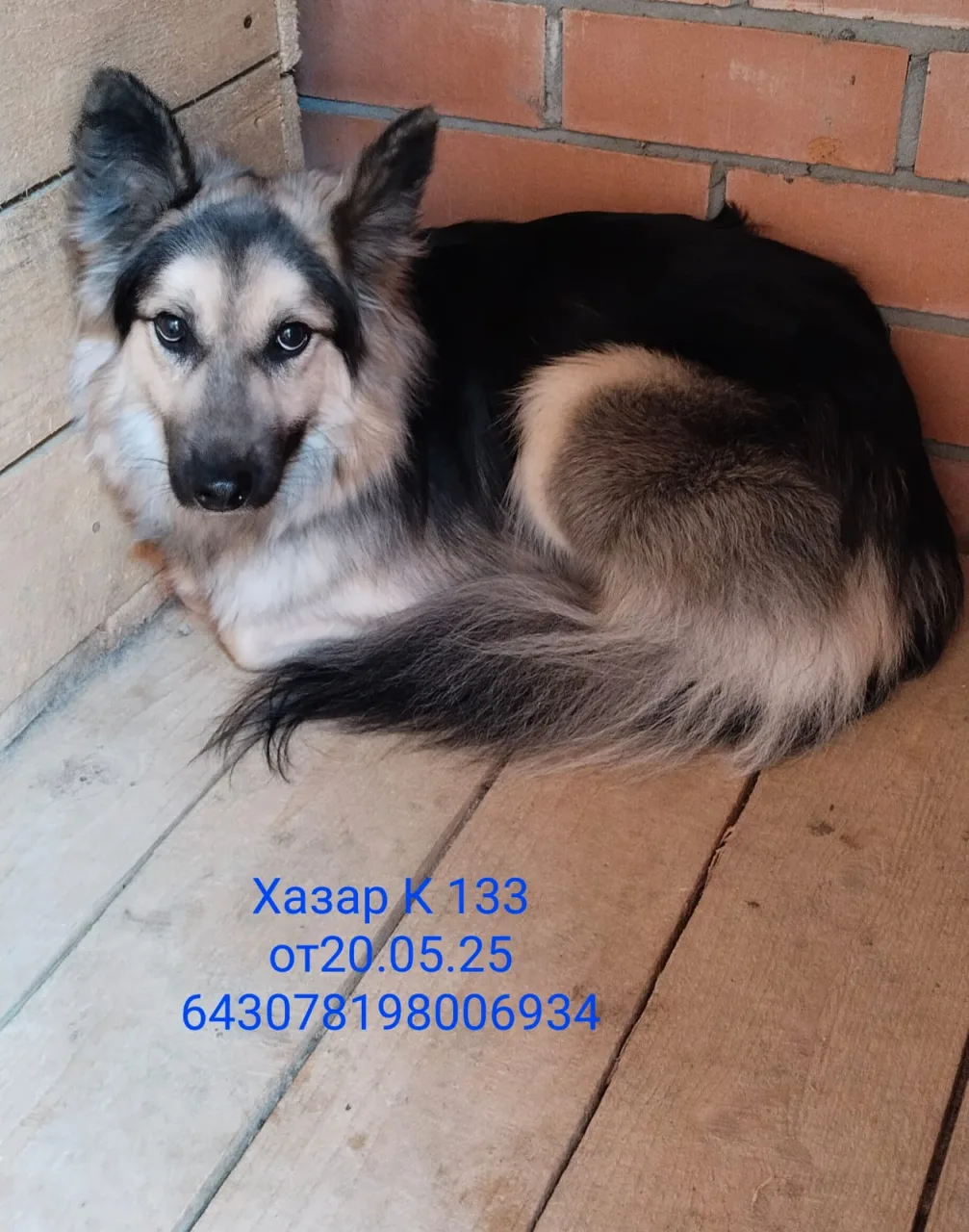 Собака Хазар, кобель, Приют Малинки (Кожухово), Москва. Фото 1 из 1.