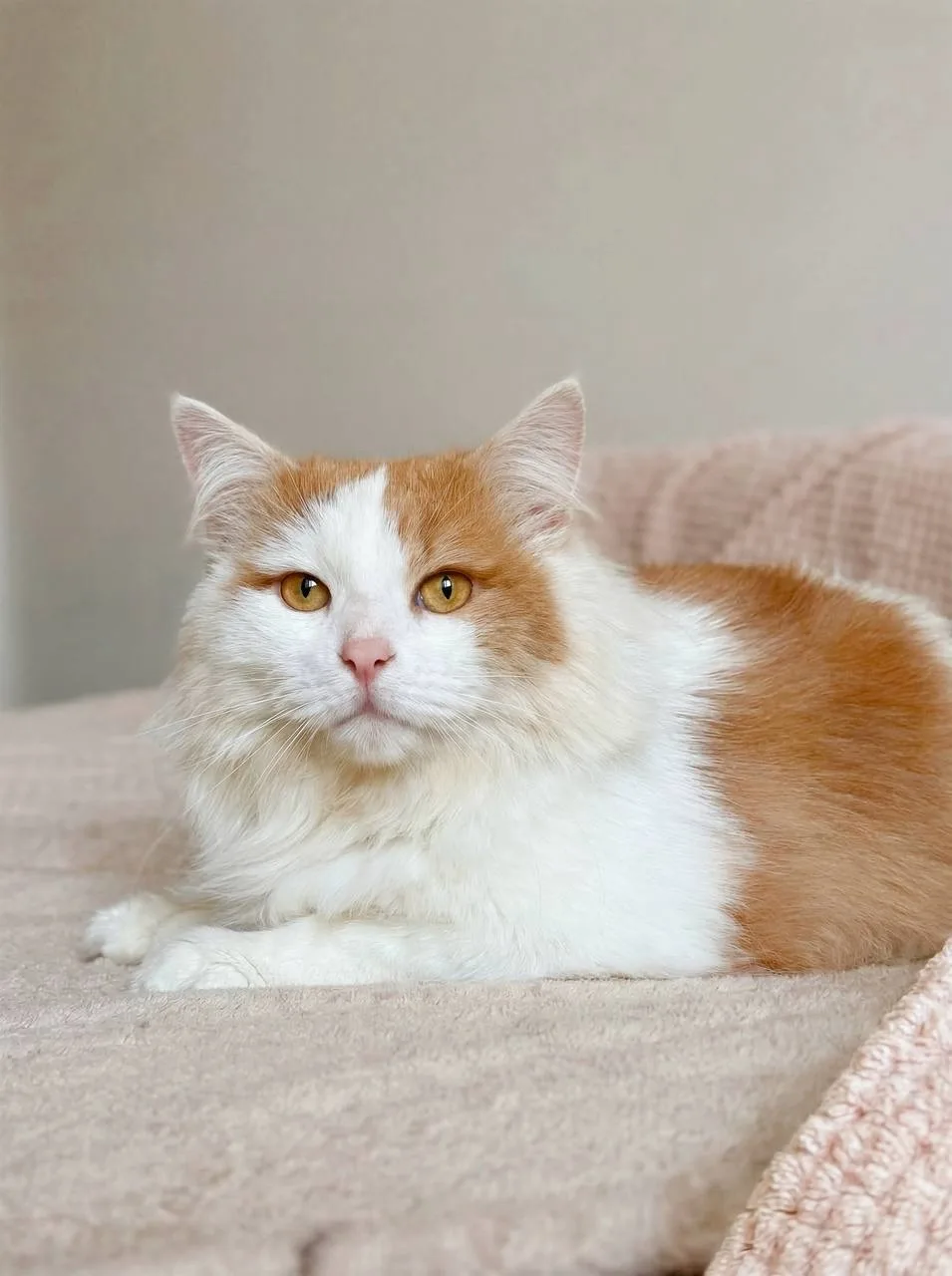 Кошка Пафнутий, кот, Meow Family, Москва. Фото 1 из 4.