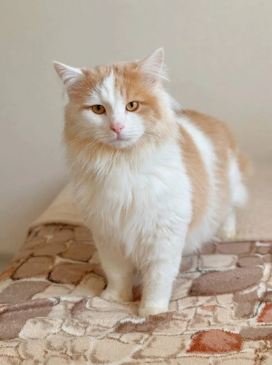Кошка Пафнутий, кот, Meow Family, Москва. Фото 2 из 4.