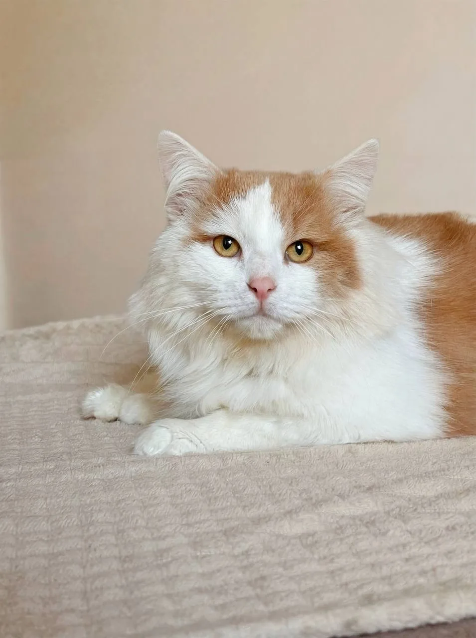 Кошка Пафнутий, кот, Meow Family, Москва. Фото 3 из 4.