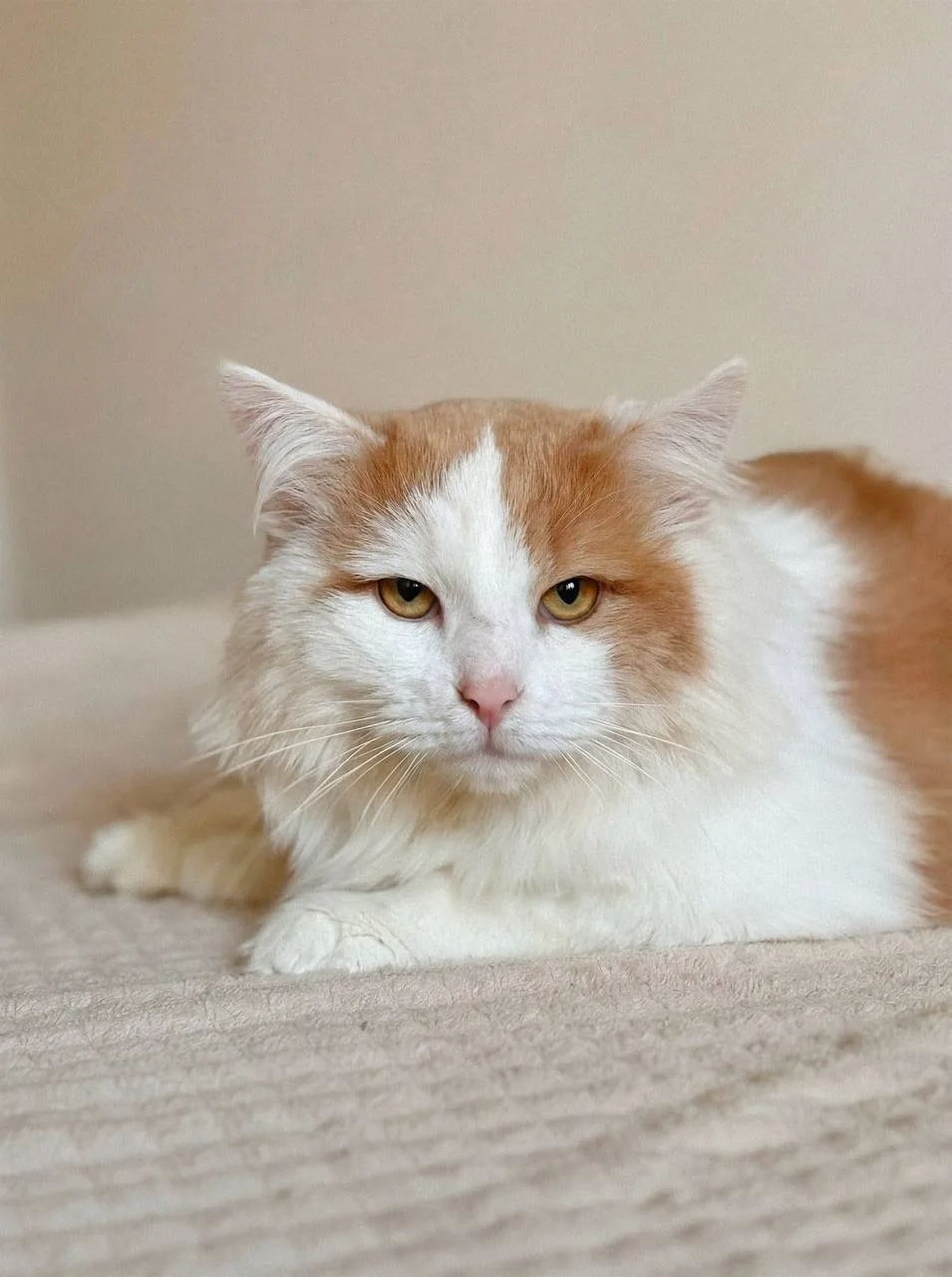 Кошка Пафнутий, кот, Meow Family, Москва. Фото 4 из 4.